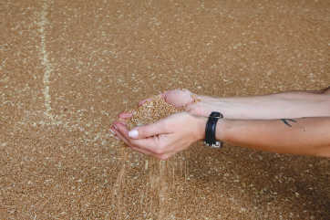 В России собрали свыше 146 млн тонн зерна